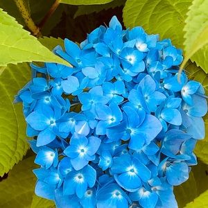 Meet your Posher, Carla